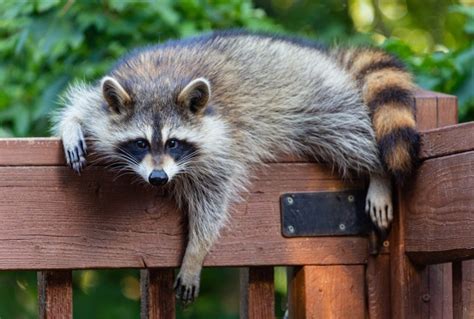 The great raccoon invasion moves to a Cupertino neighborhood